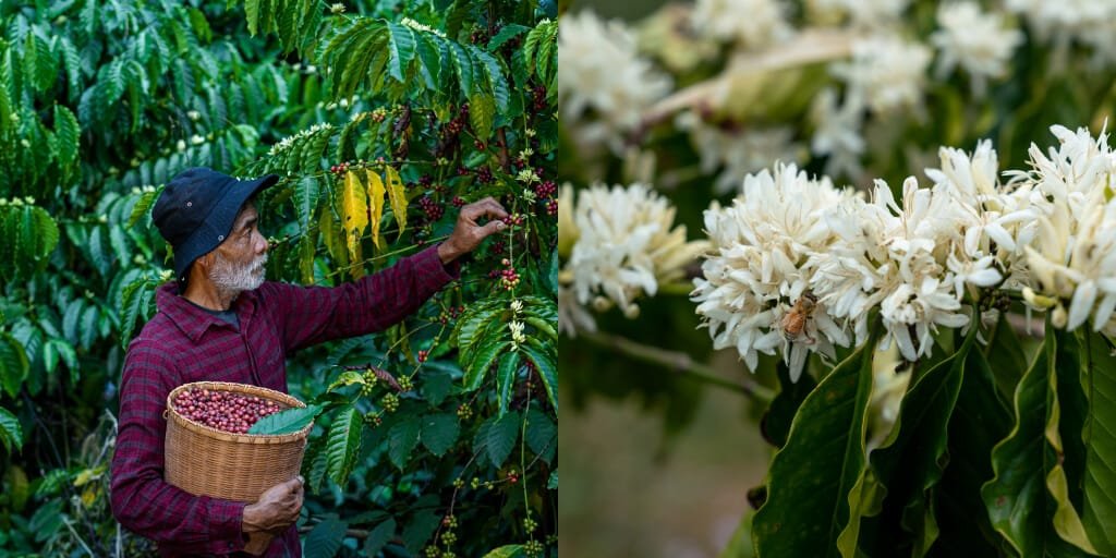 Regenerative agriculture, permaculture, natural: What do those phrases actually ruthless in espresso?